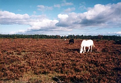 1996 - Angleterre 04 (New Forest)